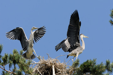Flapping wings Grey Heron chicks near the nest