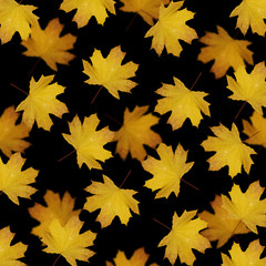 Beautiful autumn background with maple leaves isolated 