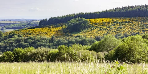 Fototapeten Hills with yellow flowers near Verrières  © John Hofboer