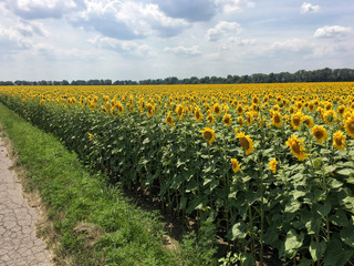 Field of sunflowers on a background blue summer sky