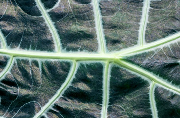 close-up of green leaf for a background.