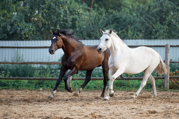 Stallion and mare frolic in the wild