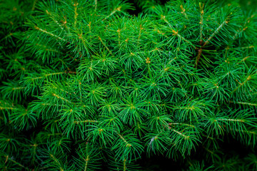 Fototapeta na wymiar Fresh green conic fir branches, background of christmas tree branches