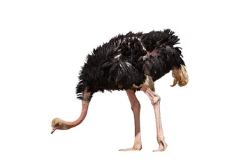 Plexiglas keuken achterwand Struisvogel mooie struisvogel geïsoleerd
