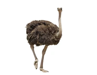Deurstickers Struisvogel mooie struisvogel geïsoleerd