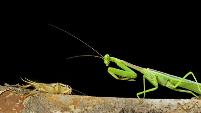 A slow motion shot of a Praying Mantis capturing a cricket to eat. This shot is 5 times slower than real time.
