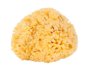 Natural sea sponges - 116863764