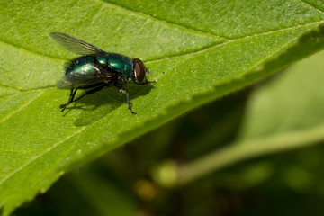 Common green bottle fly on a leaf