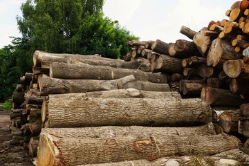 Large tree trunks in a forest