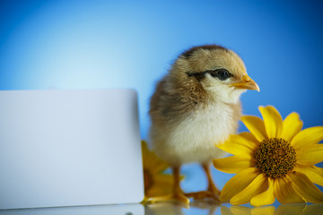 cute little chicken