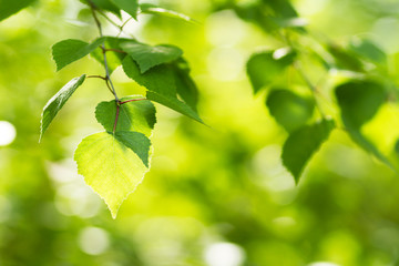 Green summer background, summer and birch leaves