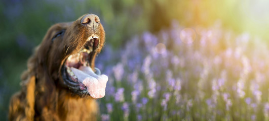 Obraz premium Website banner of a drooling dog in a hot Summer