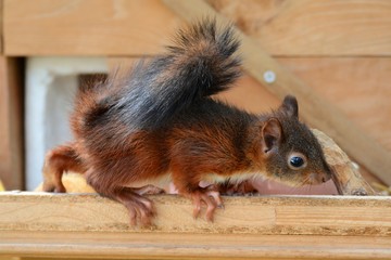 junges Eichhörnchen untersucht neugierig einen Ast © mfotohaus