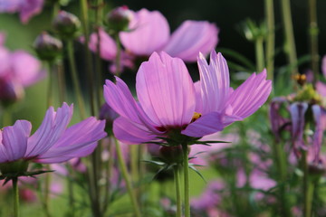 Fototapeta premium Schmuckkörbchen Cosmea