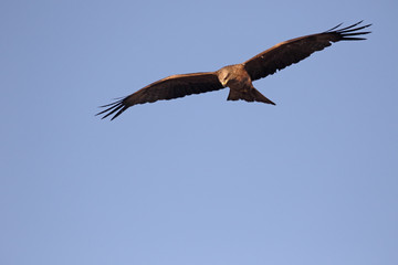 Black kite, Milvus migrans