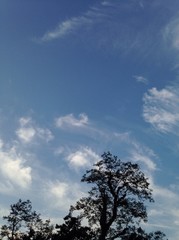blue sky and tree