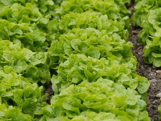 lettuce garden