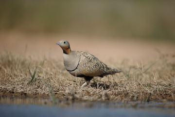 Black-bellied sandgrouse, Pterocles orientalis