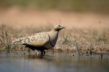 Black-bellied sandgrouse, Pterocles orientalis