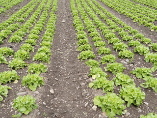 Fototapeta na wymiar lettuces rows