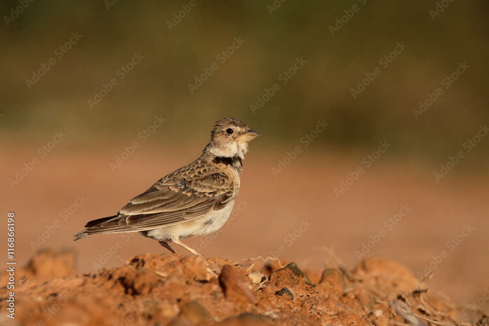 Canvas Prints Calandra lark, Melanocorypha calandra