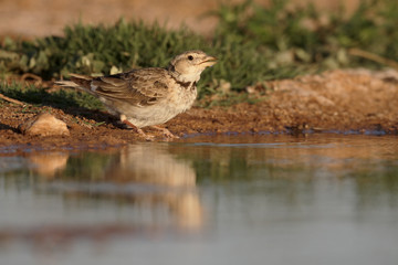 Calandra lark, Melanocorypha calandra
