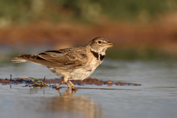 Calandra lark, Melanocorypha calandra