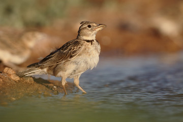 Calandra lark, Melanocorypha calandra