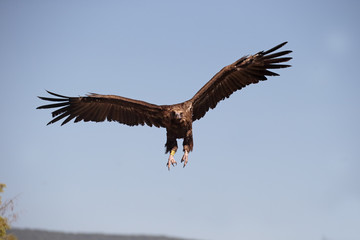 Cinereous Vulture or Black vulture, Aegypius monachus