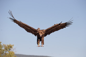 Cinereous Vulture or Black vulture, Aegypius monachus