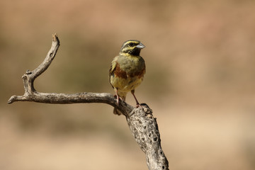 Cirl bunting, Emberiza cirlus