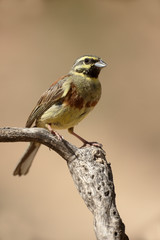 Cirl bunting, Emberiza cirlus