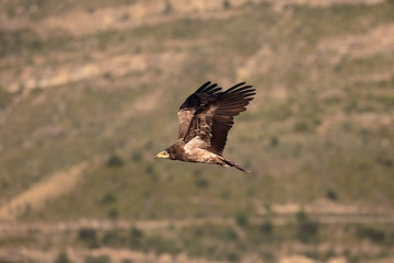 Obraz na płótnie Canvas Egyptian vulture, Neophron percnopterus