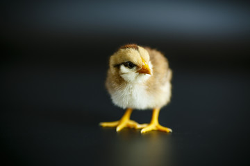 cute little chicken