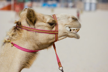 Head of a camel