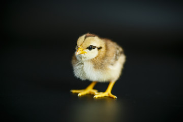 cute little chicken