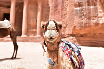 Camels in front of the Treasury (Al Khazneh) in Petra, Jordan