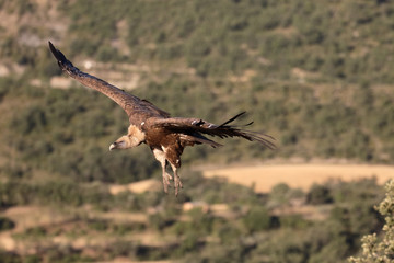 Griffon vulture, Gyps fulvus