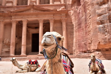 Camels in front of the Treasury (Al Khazneh) in Petra, Jordan