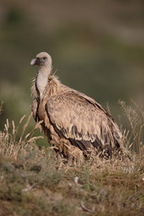 Griffon vulture, Gyps fulvus