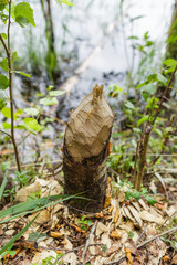 trunk of fallen tree eared by beaver