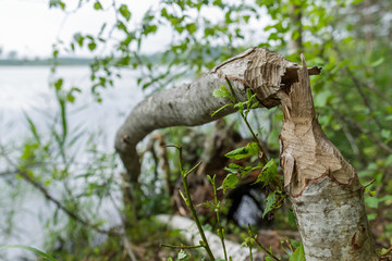 trunk of fallen tree eared by beaver