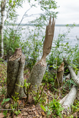 trunk of fallen tree eared by beaver