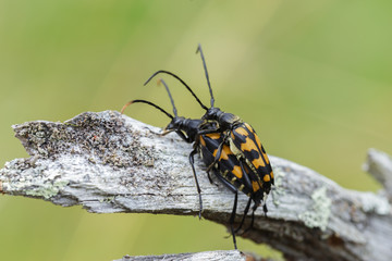 Beetles have sex. Reproduction insects in nature