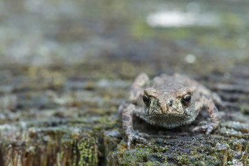 Grey frog or toad sitting on stump looking ahead