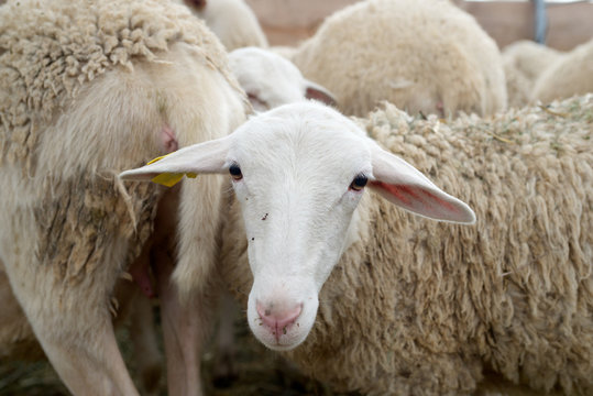 Sheep close up