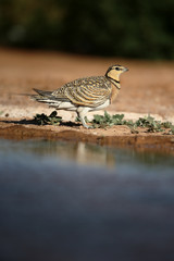 Pin-tailed sandgrouse, Pterocles alchata