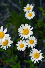camomile on a dark background