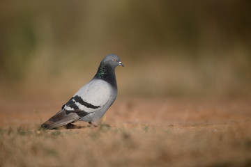 Obraz premium Rock dove, Columba livia