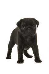Cute black 6 weeks old pug puppy standing facing the camera isolated on a white background